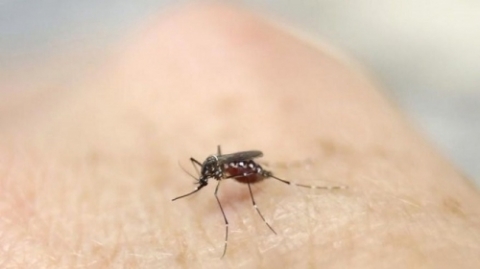 Biện pháp giản đơn giúp mọi nhà phòng tránh virus Zika - Ảnh 1