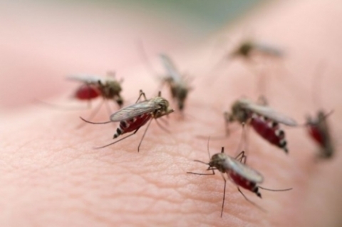 Virus Zika có thể gây liệt và tàn tật vĩnh viễn? - 1