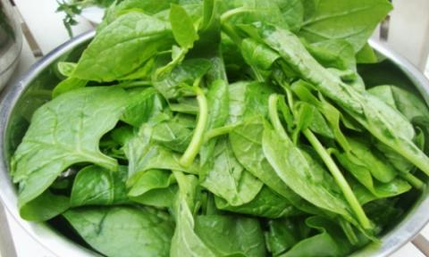 Nguy hại khôn lường từ việc ăn rau mồng tơi sai cách - Ảnh 3