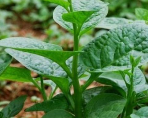 Nguy hại khôn lường từ việc ăn rau mồng tơi sai cách - Ảnh 2