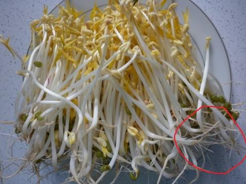 meo phan biet gia do sach voi gia do co chat kich thich tang truong - 2