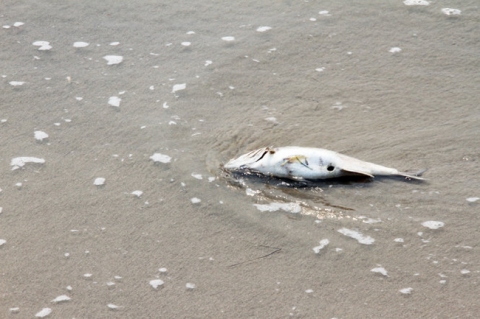 Cá chết dạt tới bờ biển Đà Nẵng, sở TN-MT chưa biết - Ảnh 4.
