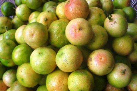 Tác dụng tuyệt vời của chanh mật ong và cách ngâm chuẩn xác nhất Tac dung tuyet voi cua chanh mat ong va cach ngam chuan xac nhat