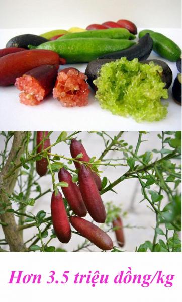 trái cây độc lạ 0