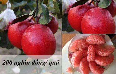 trái cây độc lạ 0