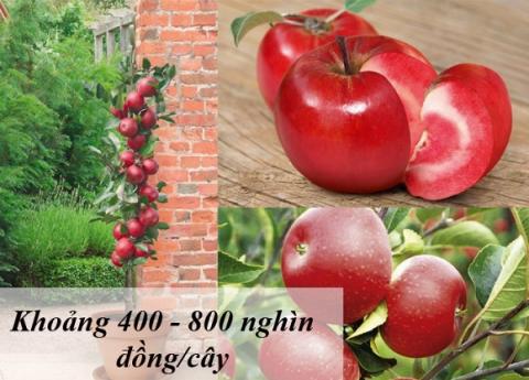 trái cây độc lạ 0