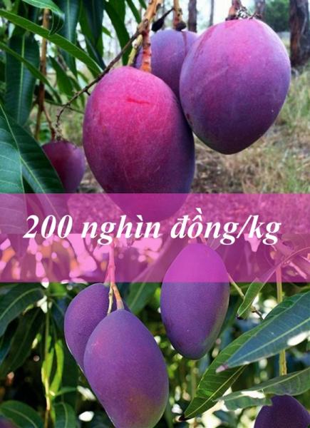 trái cây độc lạ 0