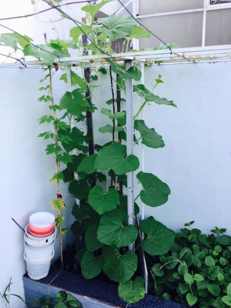 Việt Trinh trồng rau sạch 1 Việt Trinh trồng rau sạch 1