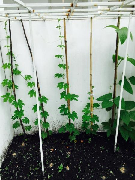 Việt Trinh trồng rau sạch 10 Việt Trinh trồng rau sạch 10