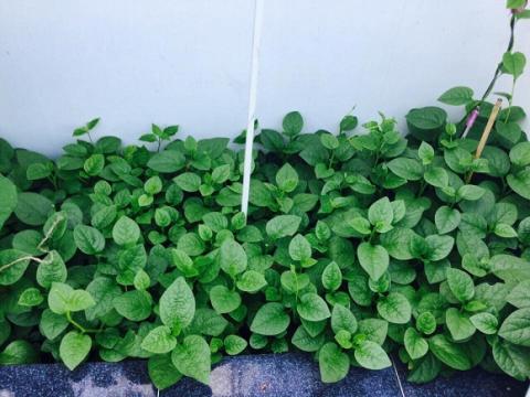 Việt Trinh trồng rau sạch 11 Việt Trinh trồng rau sạch 11