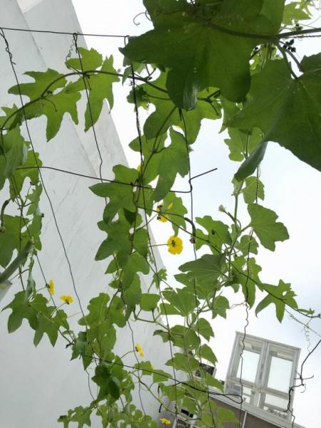 Việt Trinh trồng rau sạch 0 Việt Trinh trồng rau sạch 0