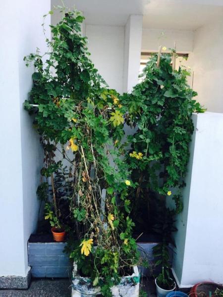 Việt Trinh trồng rau sạch 6 Việt Trinh trồng rau sạch 6