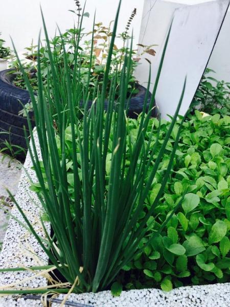 Việt Trinh trồng rau sạch 7 Việt Trinh trồng rau sạch 7