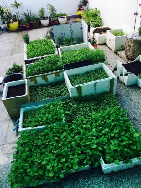 Việt Trinh trồng rau sạch 9 Việt Trinh trồng rau sạch 9