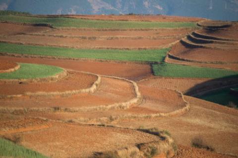 Ngỡ ngàng ruộng bậc thang đỏ rực khác lạ ở Trung Quốc - 8