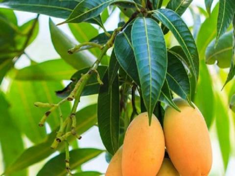 Kỳ diệu chế biến lá xoài tươi giúp chữa bệnh và làm đẹp hiệu quả - 1