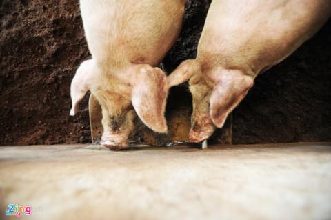 1 kg heo hoi chi bang 4 coc tra da hinh anh 1