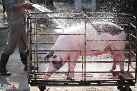 1 kg heo hoi chi bang 4 coc tra da hinh anh 2