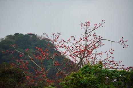 Ngắm hoa gạo đỏ rực trong rừng Cúc Phương - 1
