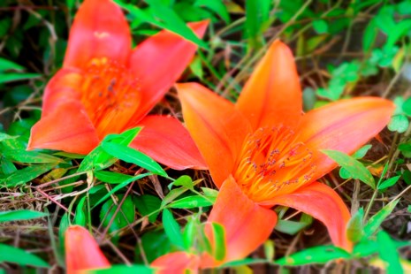 Ngắm hoa gạo đỏ rực trong rừng Cúc Phương - 3