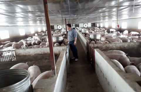 Giá lợn hơi đã tăng 7000 đồng/kg so với thời điểm thấp nhất. Ảnh: HP