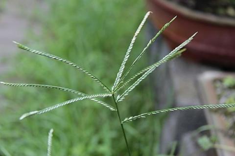 khong mat mot dong tien thuoc ma con khoi benh nho bai thuoc dan gian tu... co dai - 1