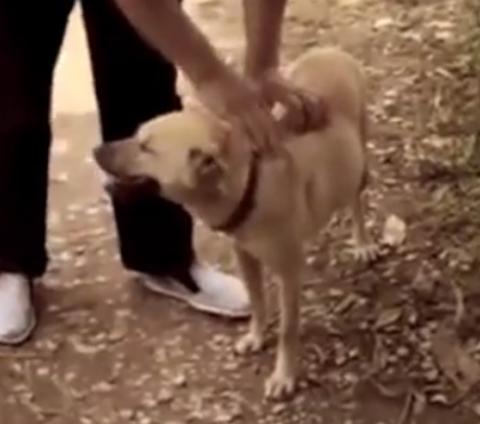 be so sinh bi gia dinh chon song o noi hoang vang duoc cuu song nho... mot chu cho - 2