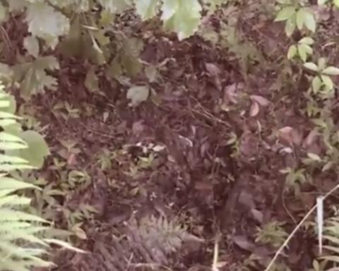 be so sinh bi gia dinh chon song o noi hoang vang duoc cuu song nho... mot chu cho - 3