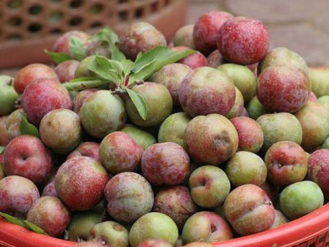 mam co cung tet doan ngo chuan nhat ba noi tro nen biet hinh anh 5