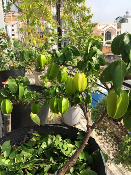 phuc lan ong bo 8x voi tai trong rau nuoi ga ca phu kin san thuong 80m² - 10