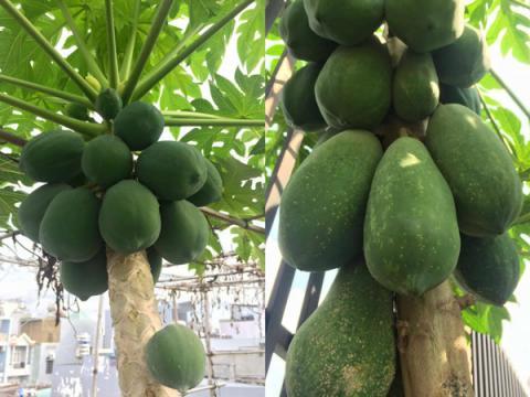 phuc lan ong bo 8x voi tai trong rau nuoi ga ca phu kin san thuong 80m² - 13