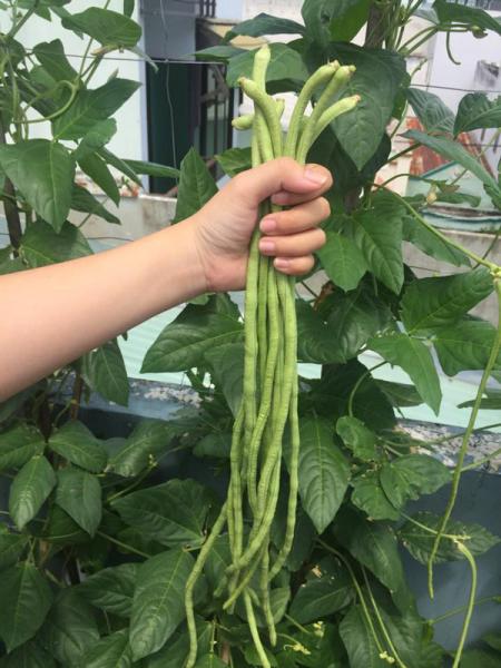 phuc lan ong bo 8x voi tai trong rau nuoi ga ca phu kin san thuong 80m² - 16