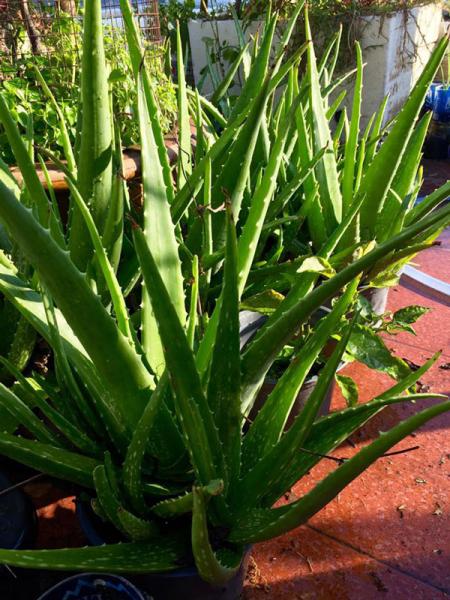 phuc lan ong bo 8x voi tai trong rau nuoi ga ca phu kin san thuong 80m² - 17