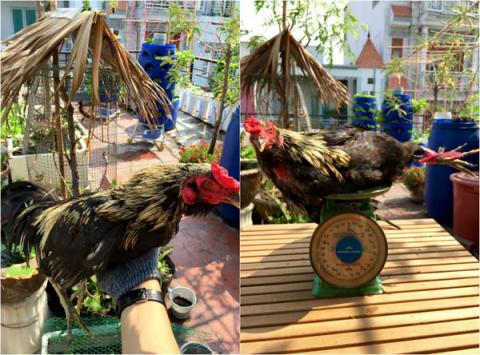 phuc lan ong bo 8x voi tai trong rau nuoi ga ca phu kin san thuong 80m² - 3