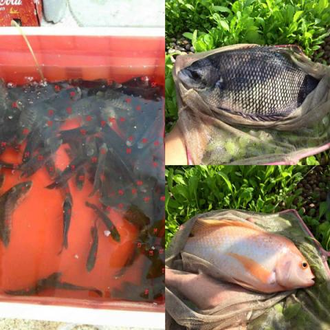 phuc lan ong bo 8x voi tai trong rau nuoi ga ca phu kin san thuong 80m² - 4