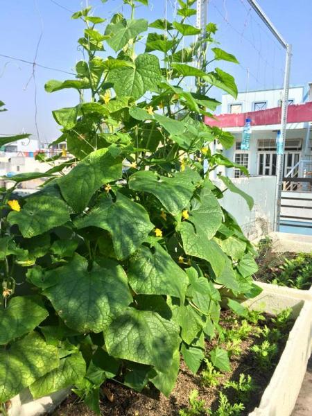 phuc lan ong bo 8x voi tai trong rau nuoi ga ca phu kin san thuong 80m² - 9