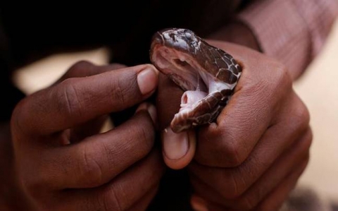Ấn Độ: Bị rắn kịch độc cắn, chồng cắn vợ để chết cùng nhau - 1
