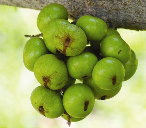 4 loai trai cay me nao cung can an sau sinh de nhanh khoe lai lam sua - 4