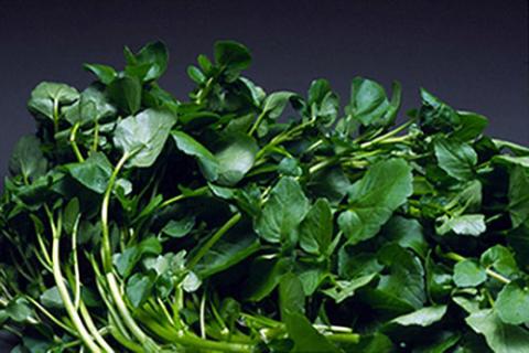 5 tác dụng chữa bệnh tuyệt vời từ cải xoong - 2