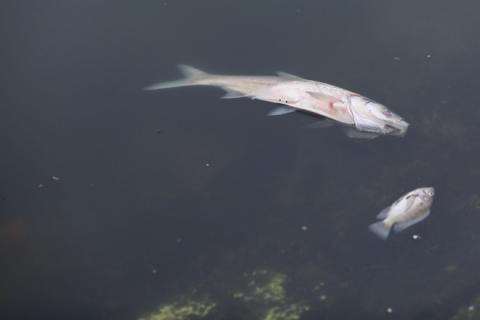 Hà Nội: Cá lại chết, nổi trắng mặt hồ Hoàng Cầu - Ảnh 4.