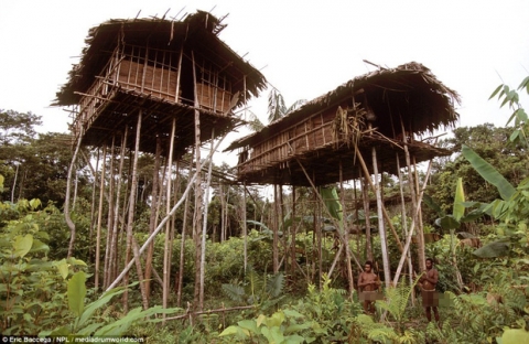 Sức sống phi thường của bộ lạc sống trong những ngôi nhà trên cây cao tới 50m, tách biệt với loài người - Ảnh 1.