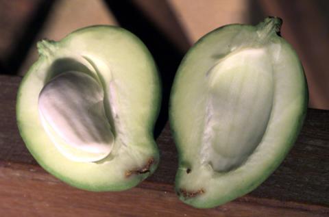 Những bài thuốc quý phòng chữa bệnh khó nói cho quý ông, ăn đều đặn hiệu quả rất tốt - Ảnh 3. Những bài thuốc quý phòng chữa bệnh khó nói cho quý ông, ăn đều đặn hiệu quả rất tốt - Ảnh 3.