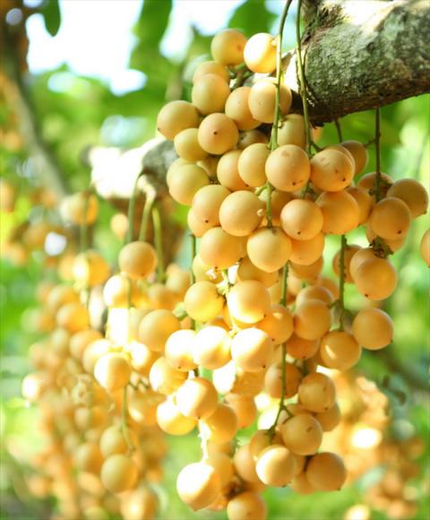 Mê mẩn những đặc ngon không cưỡng nổi ở Bình Dương - 9