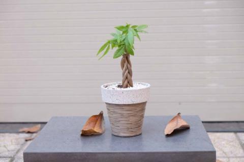 trong cay kim ngan vua dep, vua don va giu tai loc day nha - 5