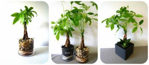 trong cay kim ngan vua dep, vua don va giu tai loc day nha - 1