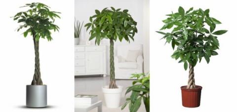 trong cay kim ngan vua dep, vua don va giu tai loc day nha - 2