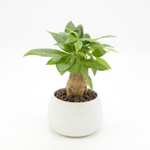 trong cay kim ngan vua dep, vua don va giu tai loc day nha - 3