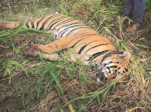 Ấn Độ: Hổ cái giết 4 người ăn thịt đã tự 