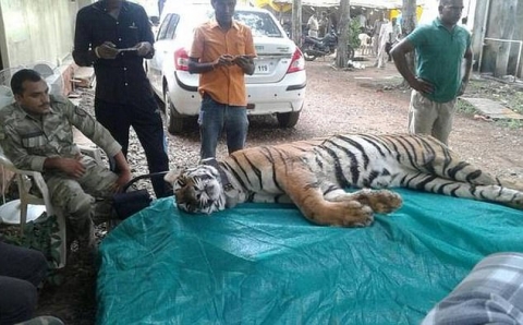 Ấn Độ: Hổ cái giết 4 người ăn thịt đã tự 