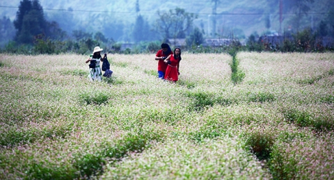 Kinh nghiệm bỏ túi cho dân phượt Hà Giang mùa hoa tam giác mạch - 3